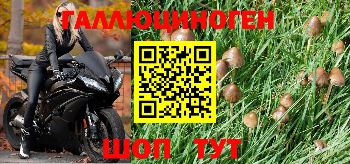 Галлюциногенные грибы Psilocybe Видное